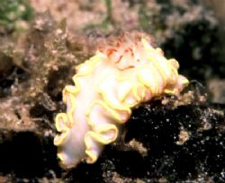 "Red Tipped Sea Goddess" taken with a Nikonos V, 35mm len... by Mike Smith 